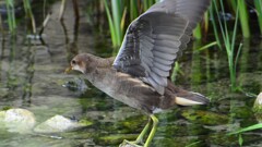 バン幼鳥⑧
