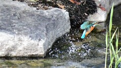 カワセミ・141