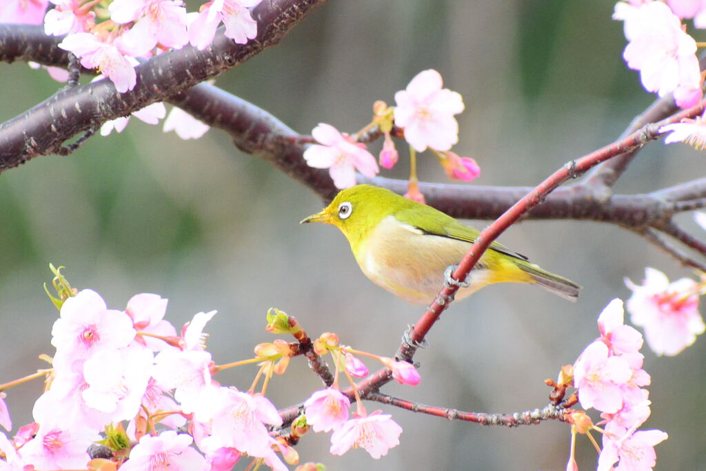 河津桜とメジロ⑦