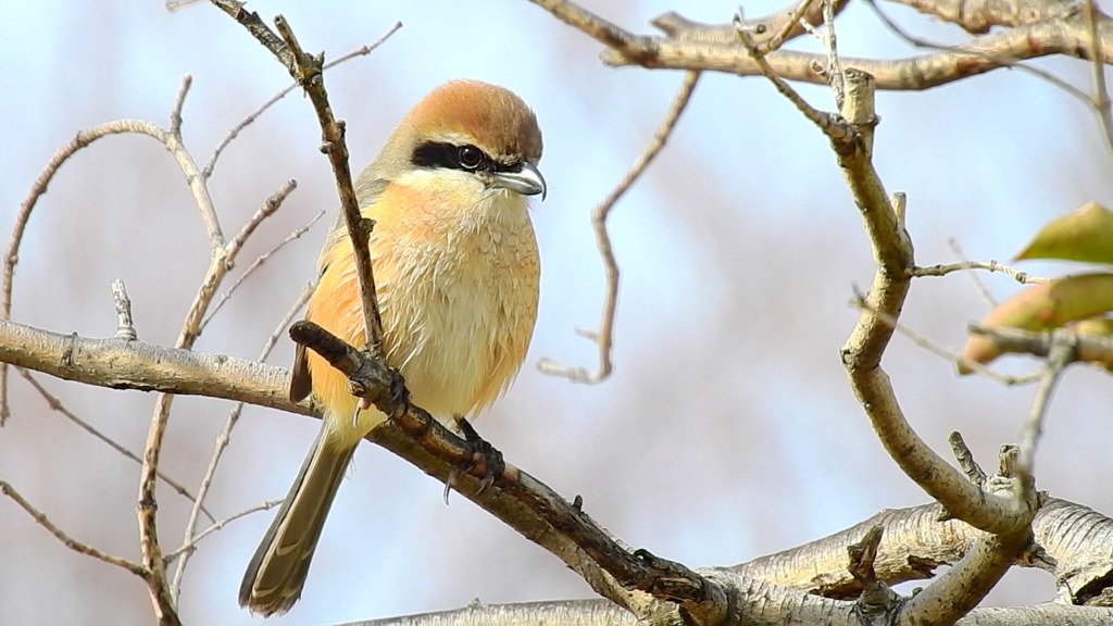 百舌鳥②