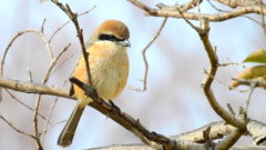 百舌鳥②