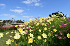 明石海峡公園・コスモス⑥