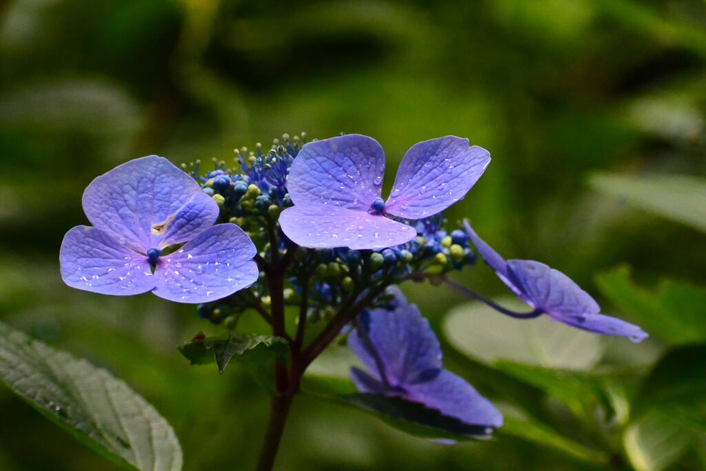 ハーブ園の紫陽花④
