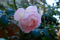 ハーブ園・秋薔薇⑤