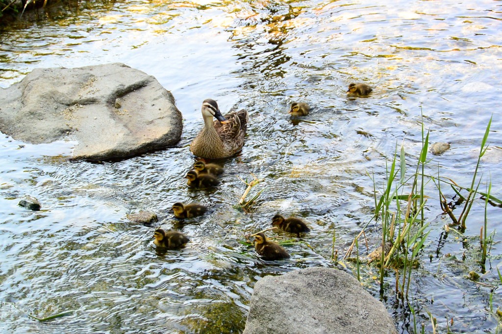 カルガモ雛誕生①