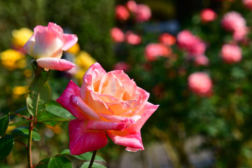 須磨離宮公園・秋薔薇   ダイアナ・プリンセス・オブ・ウエールズ