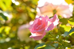 秋薔薇⑨