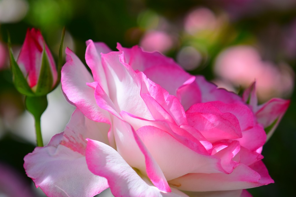 薔薇⑥