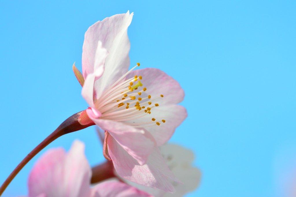河津桜②