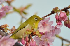 河津桜とメジロ②