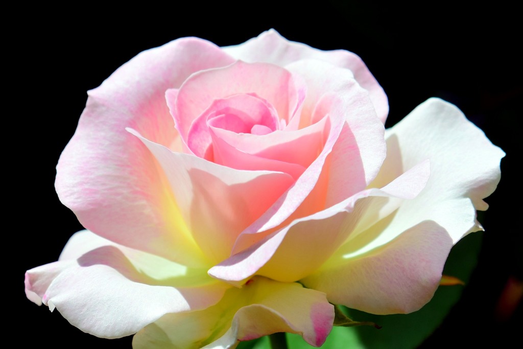 薔薇⑧