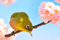春だよ～ん