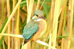 カワセミ・26