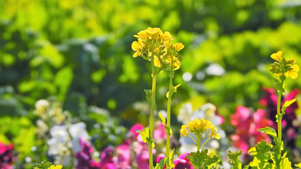 寒咲花菜⑥