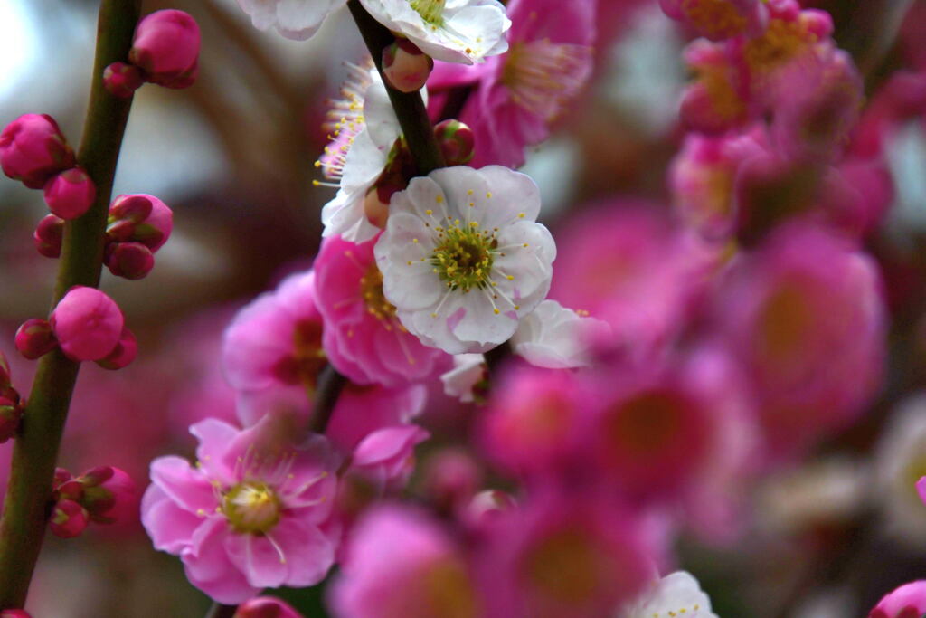 天満宮・梅花（１）