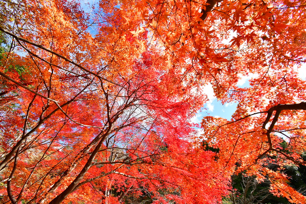 修法ヶ原の紅葉⑥