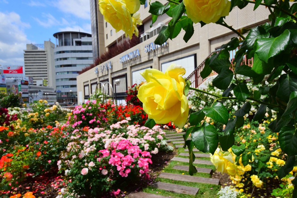 駅前花壇③