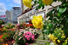 駅前花壇③