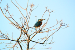 カワセミ・67