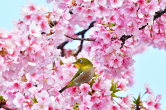 メジロ（62）