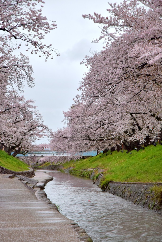 高田・千本桜④
