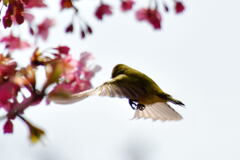 河津桜とメジロ⑤