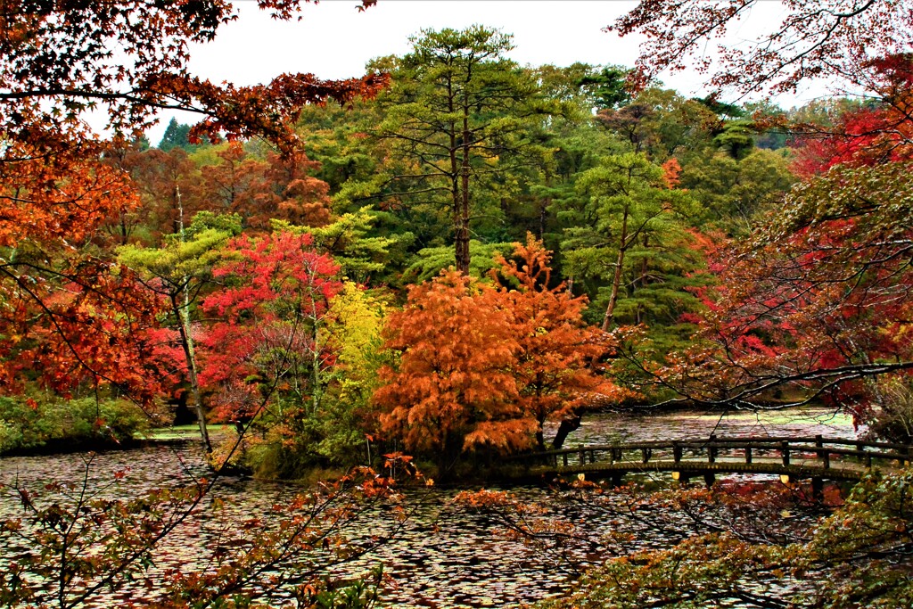 雨の日の紅葉⑦