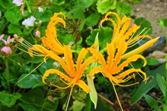 黄色の彼岸花（ショウキズイセン）