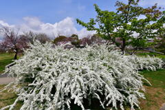 雪柳②