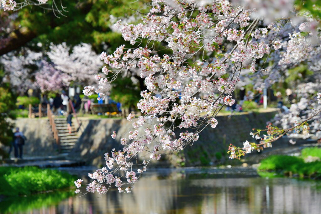 夙川公園の桜⑤