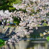 夙川公園の桜⑤