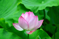盛夏⑲