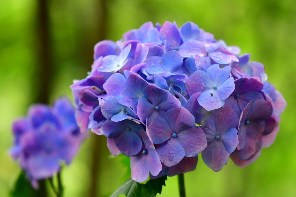 ハーブ園の紫陽花⑥