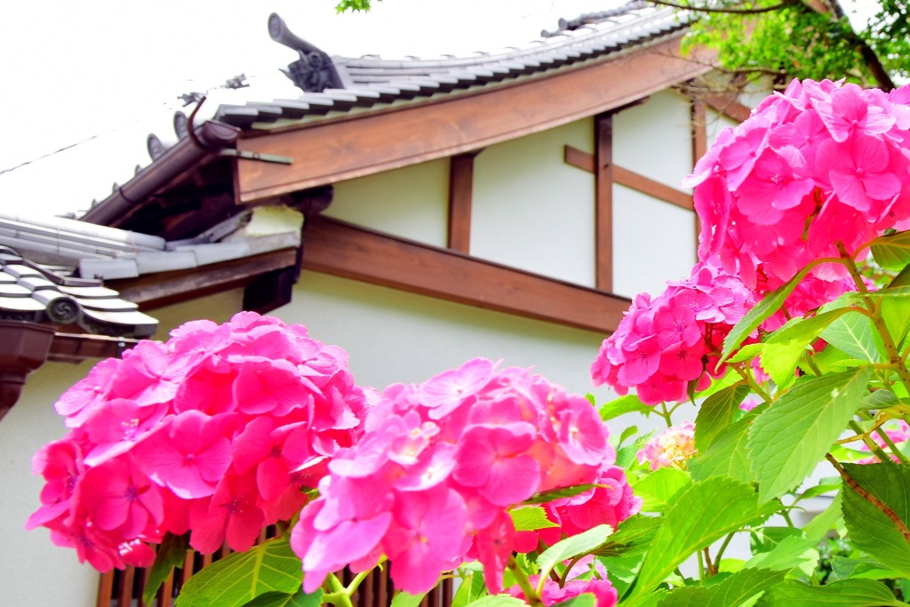 矢田寺・紫陽花③