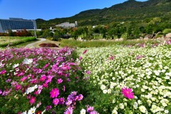 淡路島・国営明石海峡公園③