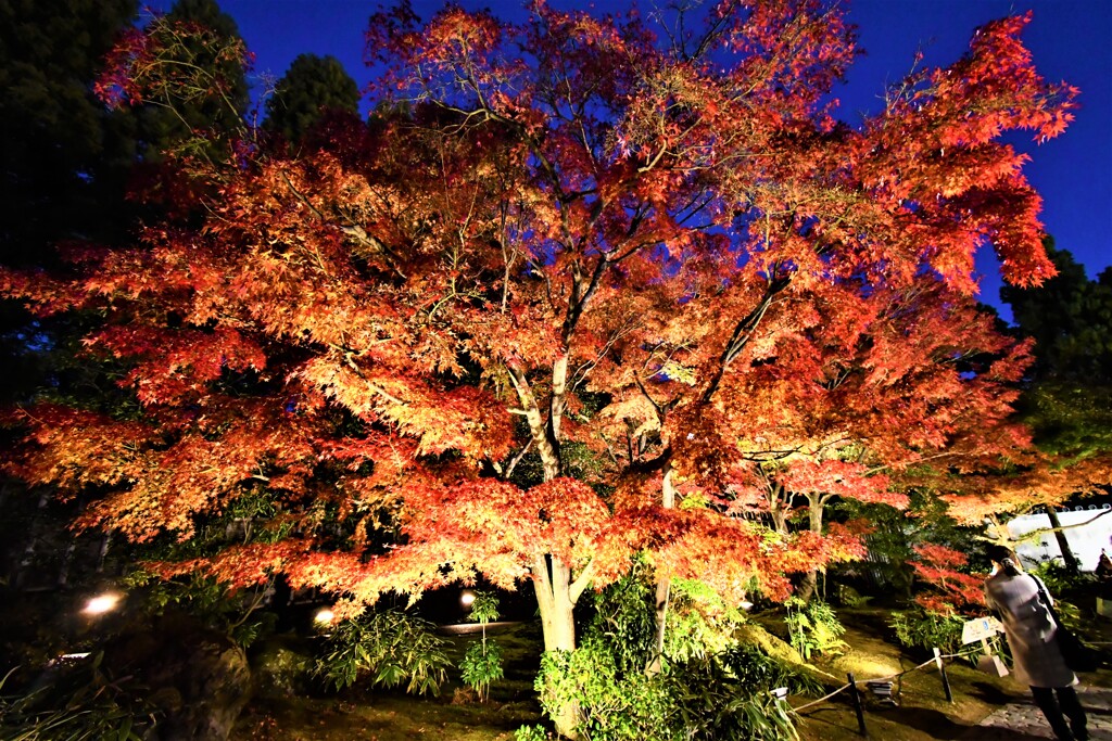 姫路・好古園の紅葉ライトアップ⑨