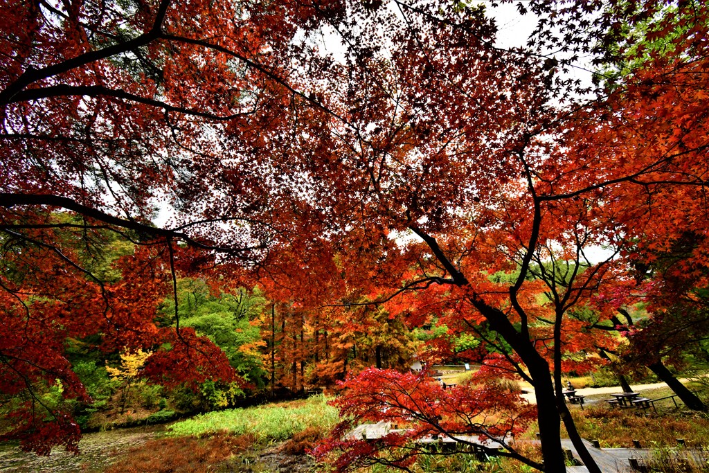 雨の日の紅葉⑰