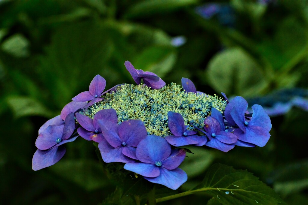 紫陽花・森林植物園②