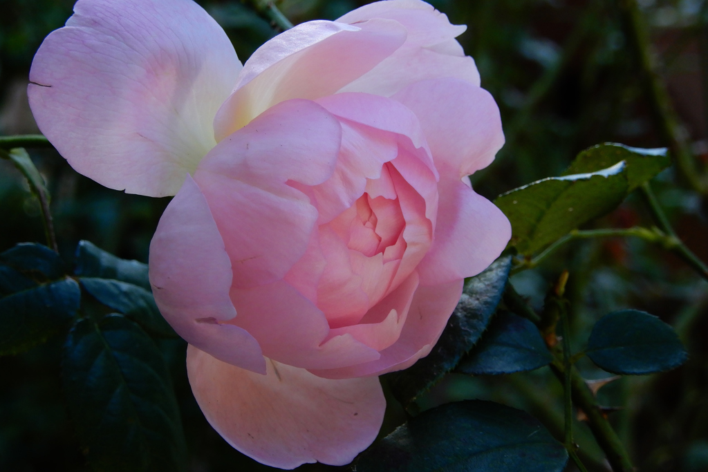 ハーブ園・秋薔薇④