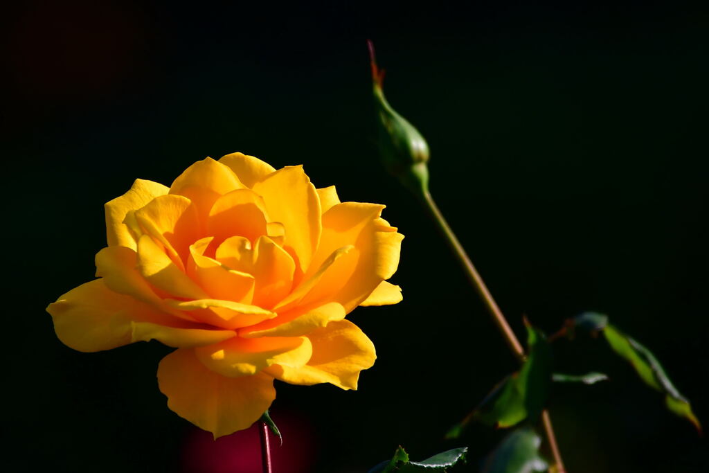 須磨離宮公園・秋薔薇   ヘンリー・フォンダ