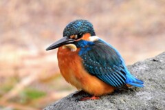 カワセミ・22