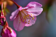 河津桜⑤
