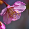 河津桜⑤