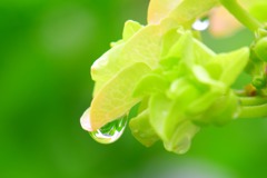 雨上がり⑭