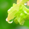 雨上がり⑭