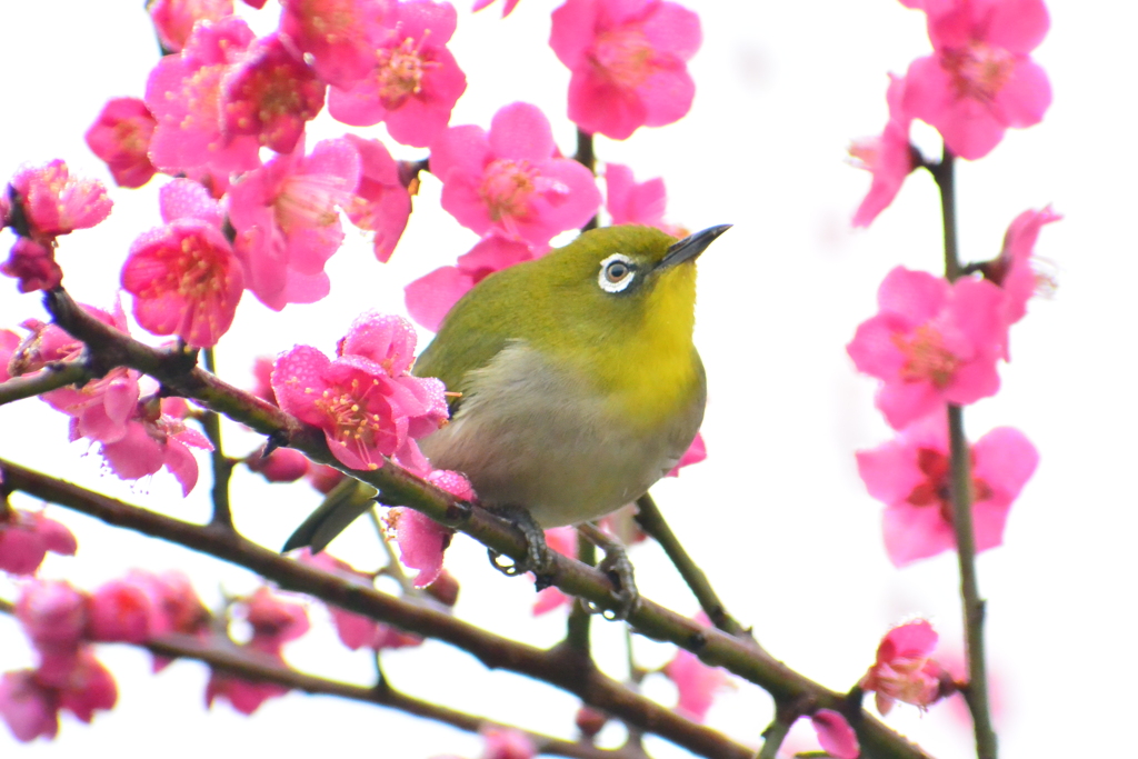 梅花とメジロ④