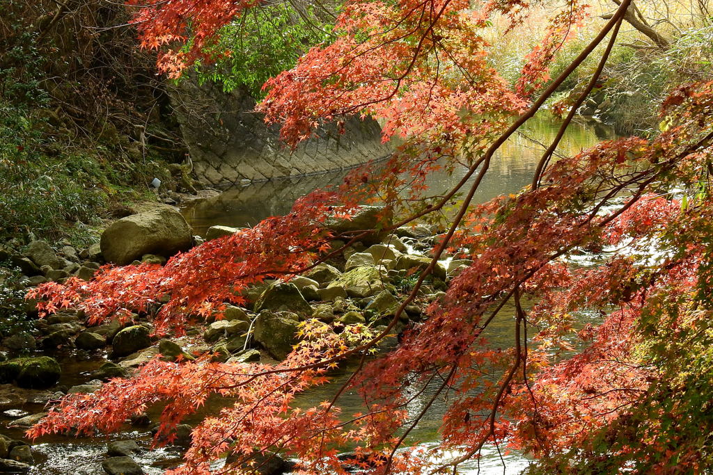 ほしだ園地の紅葉②