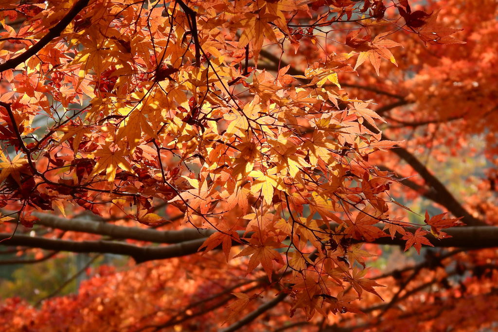 ほしだ園地の紅葉①
