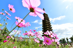 コスモス寺・般若寺⑤