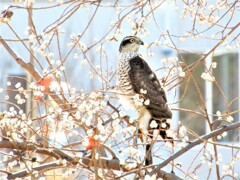 ハイタカ㊴